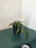 4” Wax Plant, assorted
