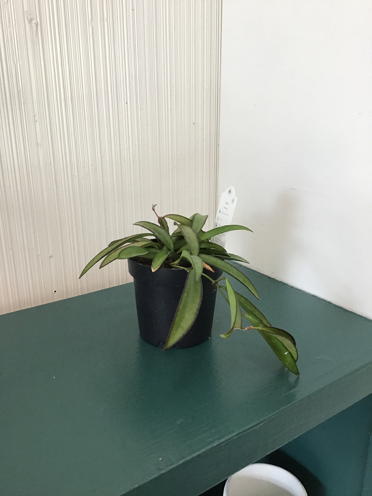 4” Wax Plant, assorted