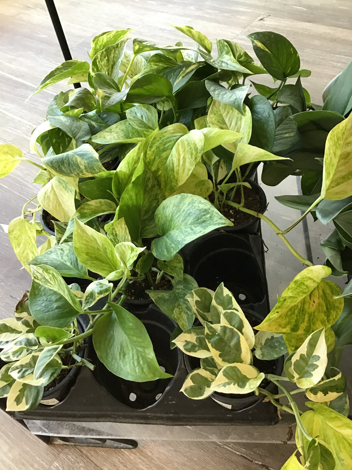 4” Pothos, assorted