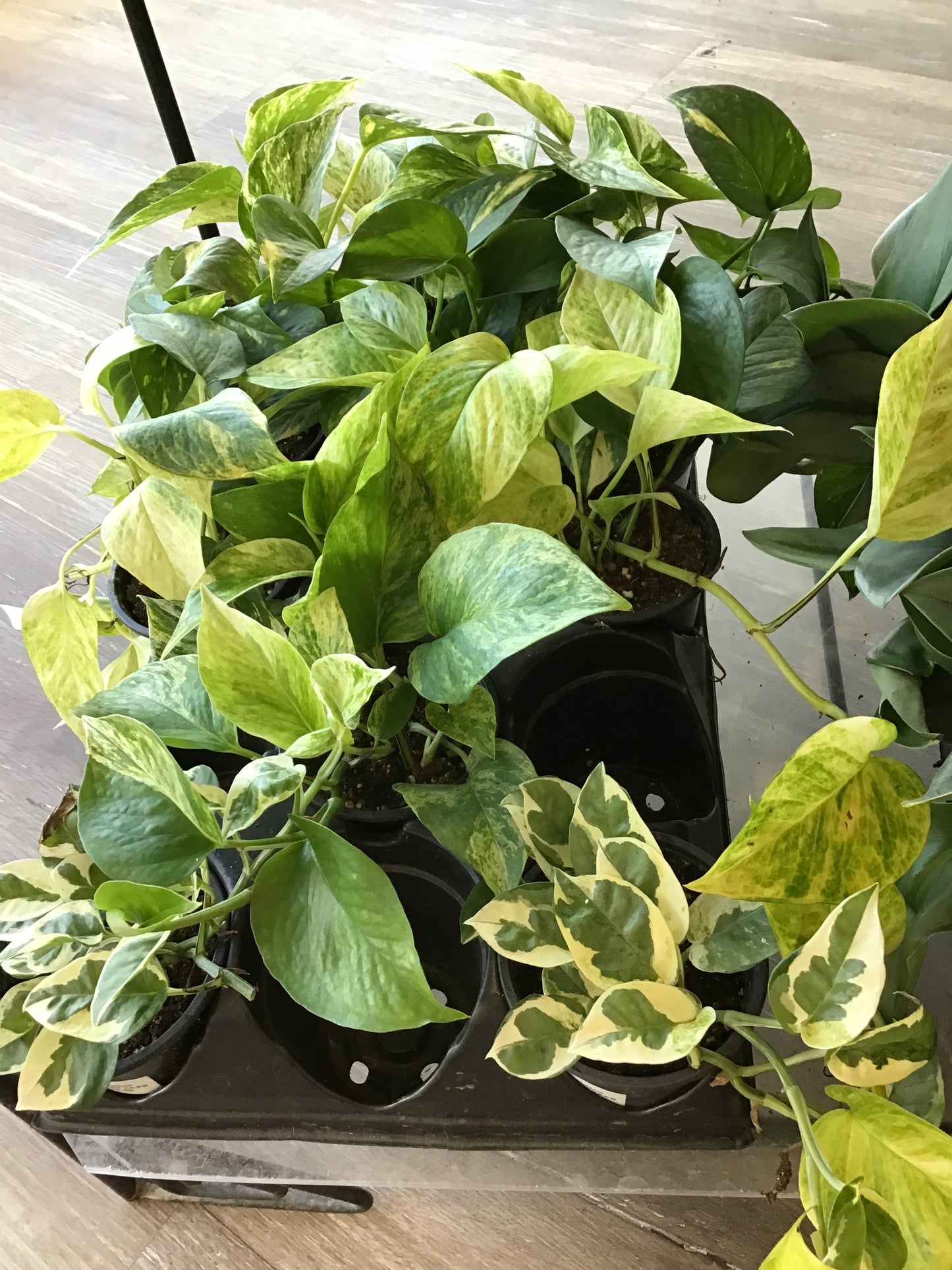 4” Pothos, assorted