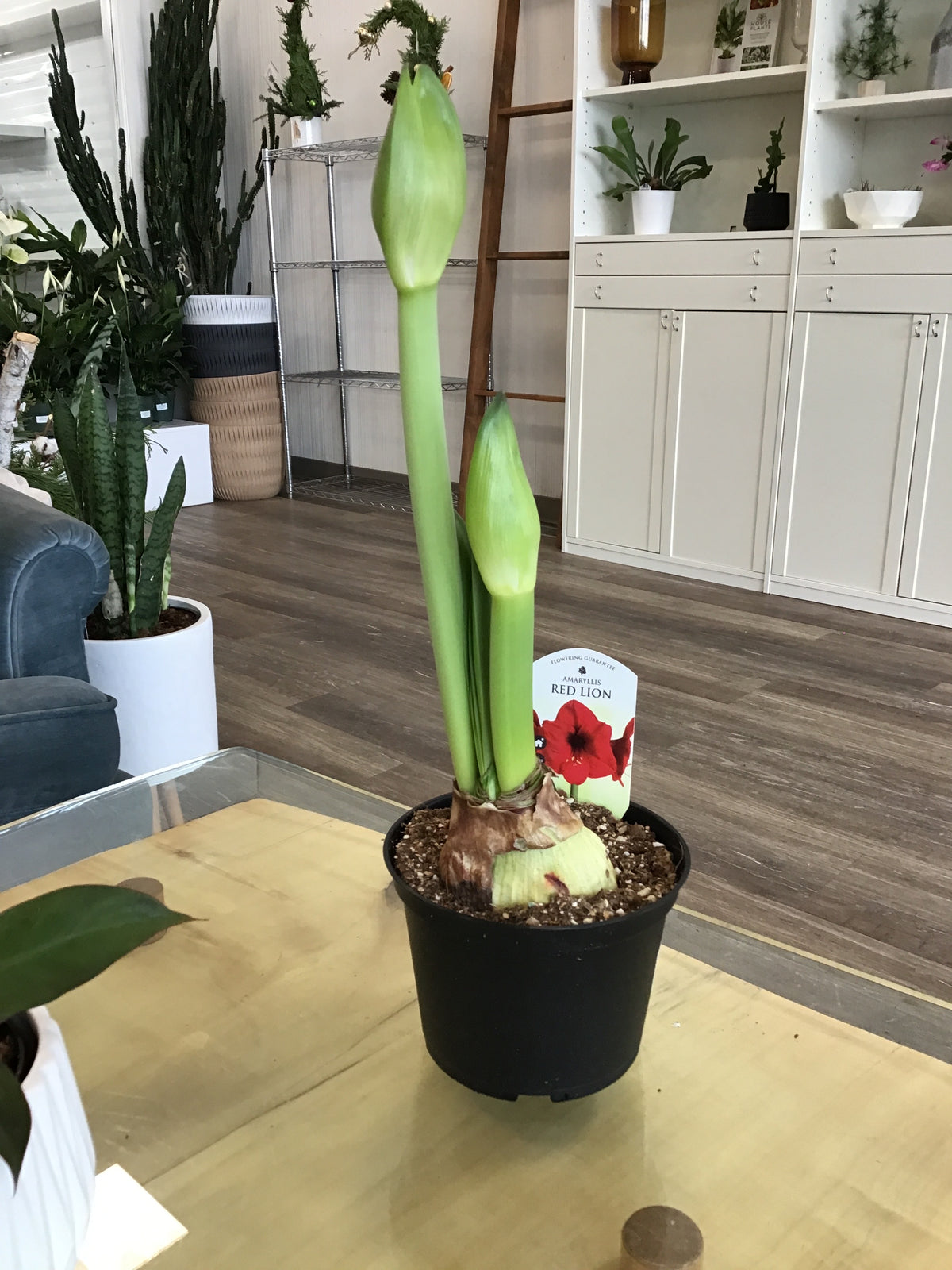 Amaryllis