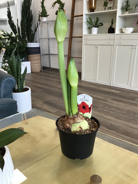 Amaryllis