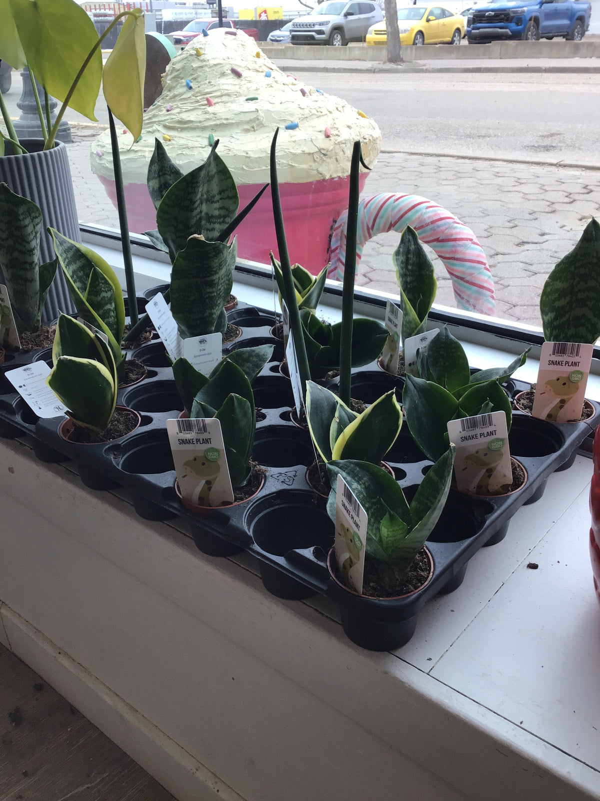 Snake Plant