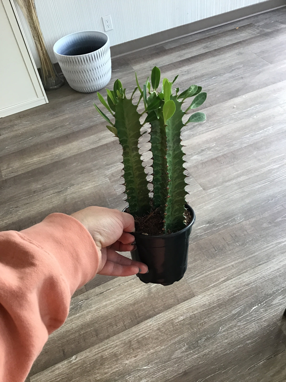 Euphorbia