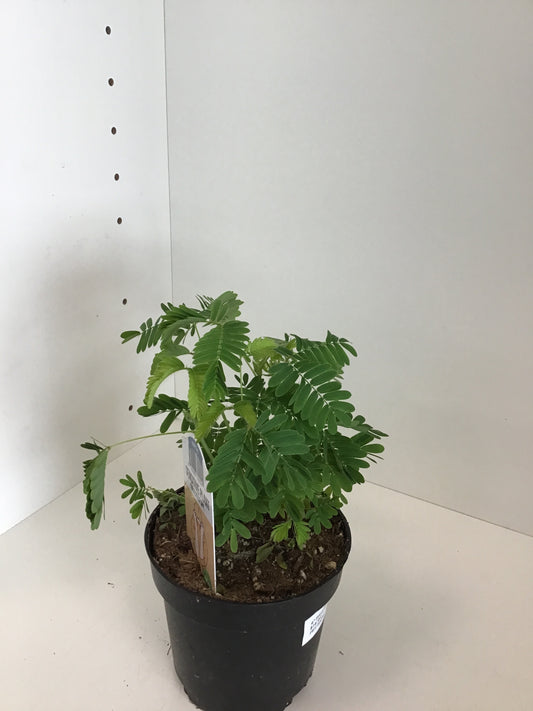 Sensitive Plant