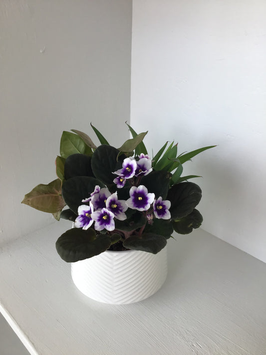 5” African Violet Planter