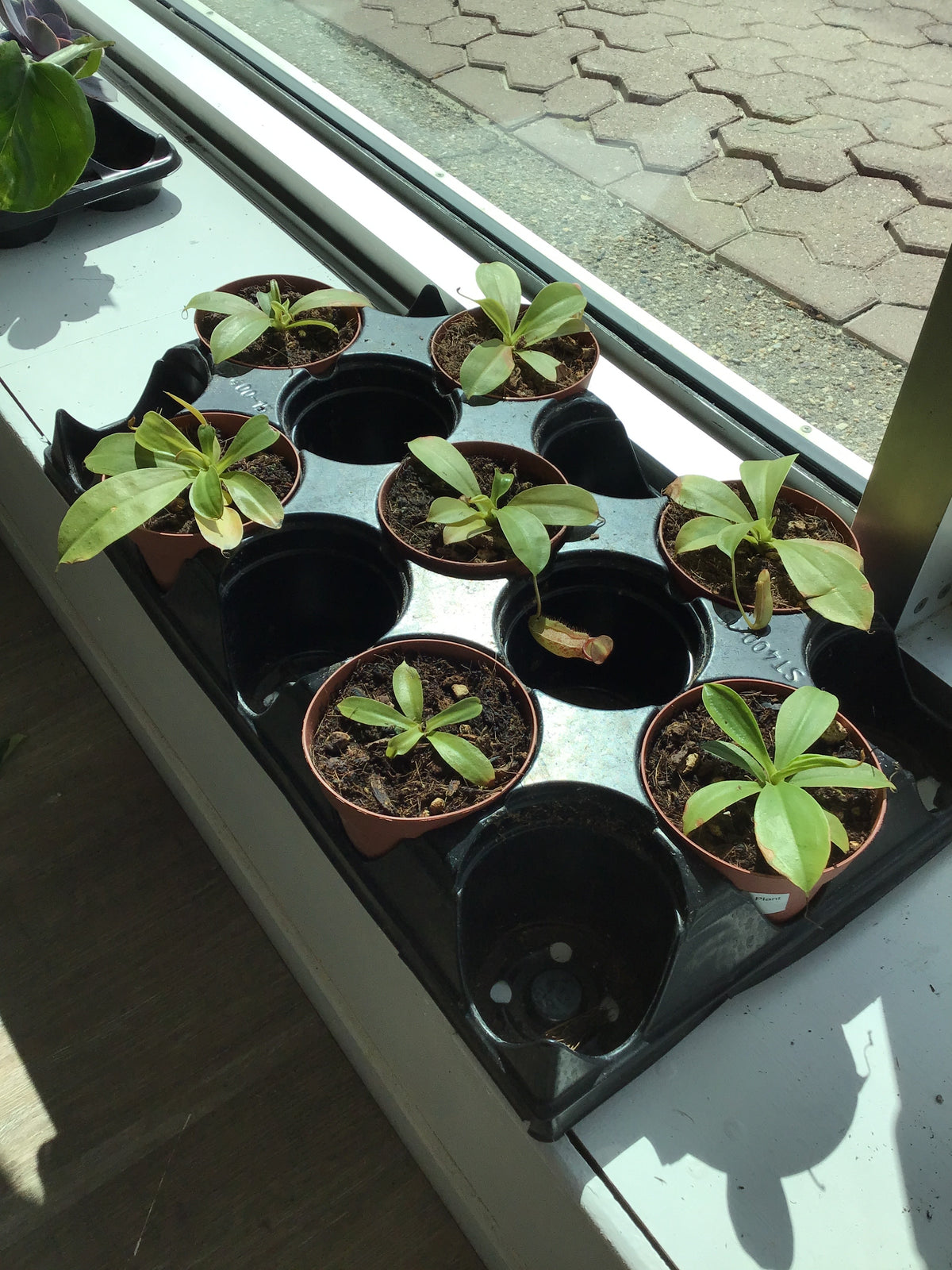 Pitcher Plant