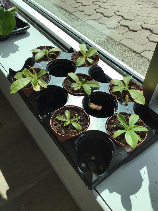 Pitcher Plant