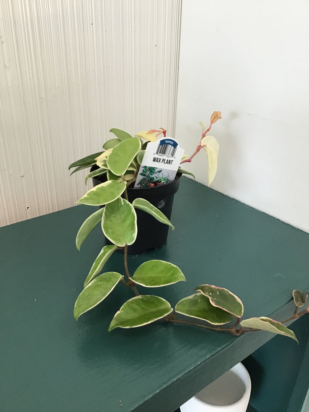 4” Wax Plant, assorted
