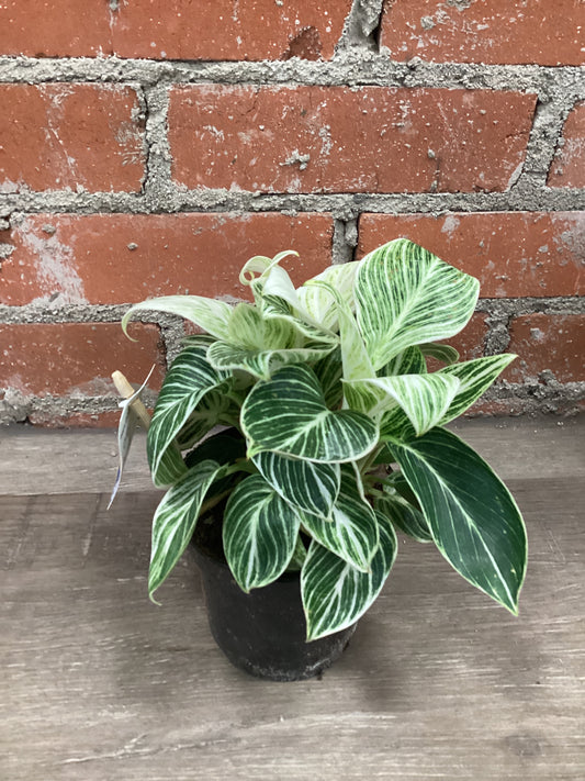 4” Philodendron Birkin