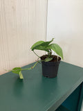 Spiderman Monstera