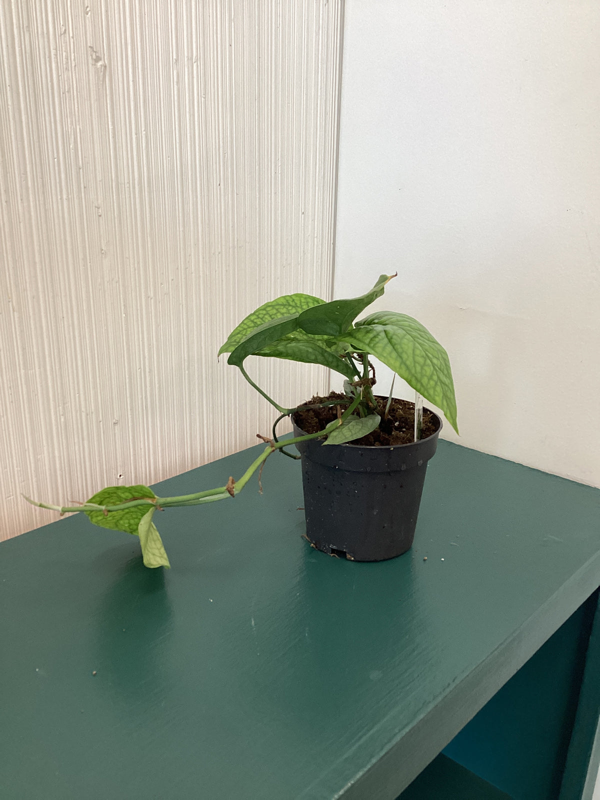 Spiderman Monstera