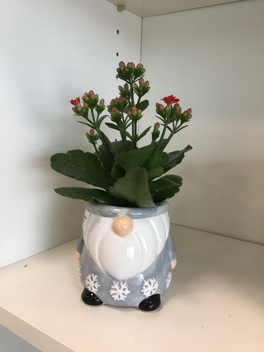 Gnome Planter, assorted colours