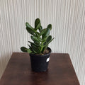 4” Crassula Jade Ovata