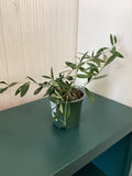 Olive Plant