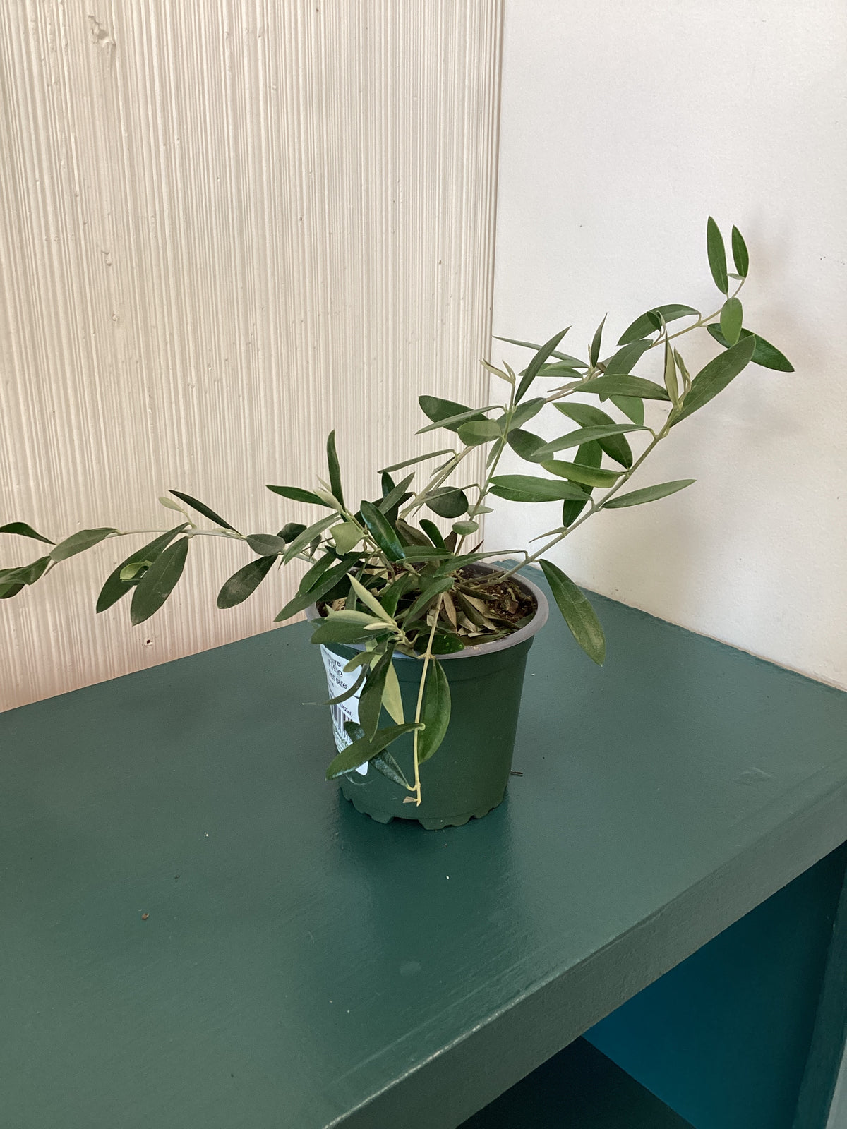 Olive Plant