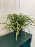Lemon Button Fern