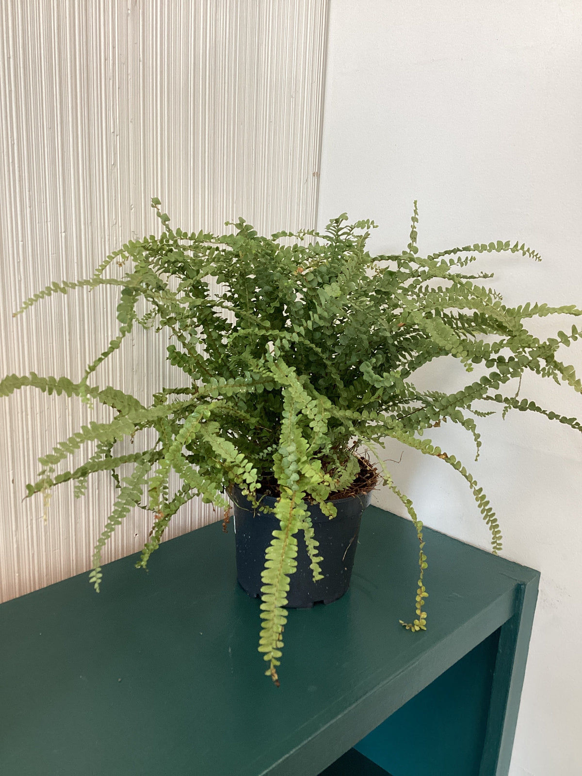 Lemon Button Fern
