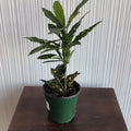 Croton Gold Dust