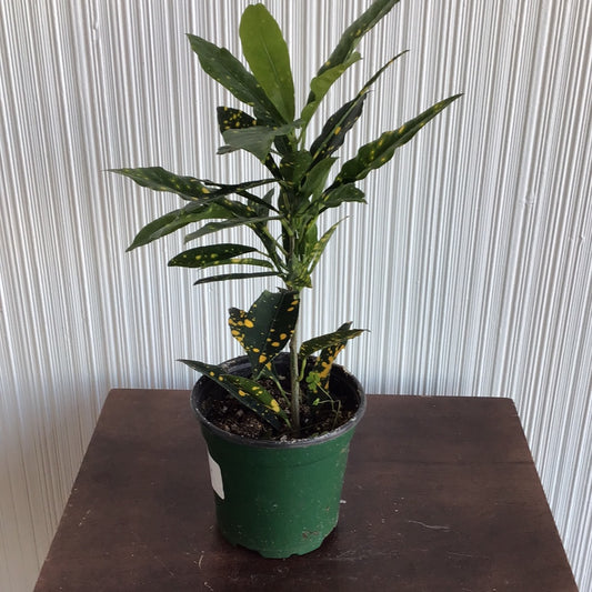 Croton Gold Dust