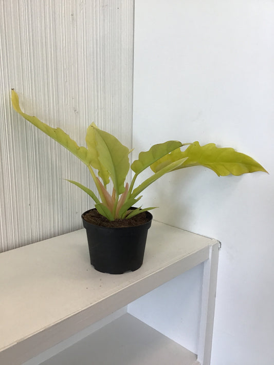 Philodendron Golden Crocodile