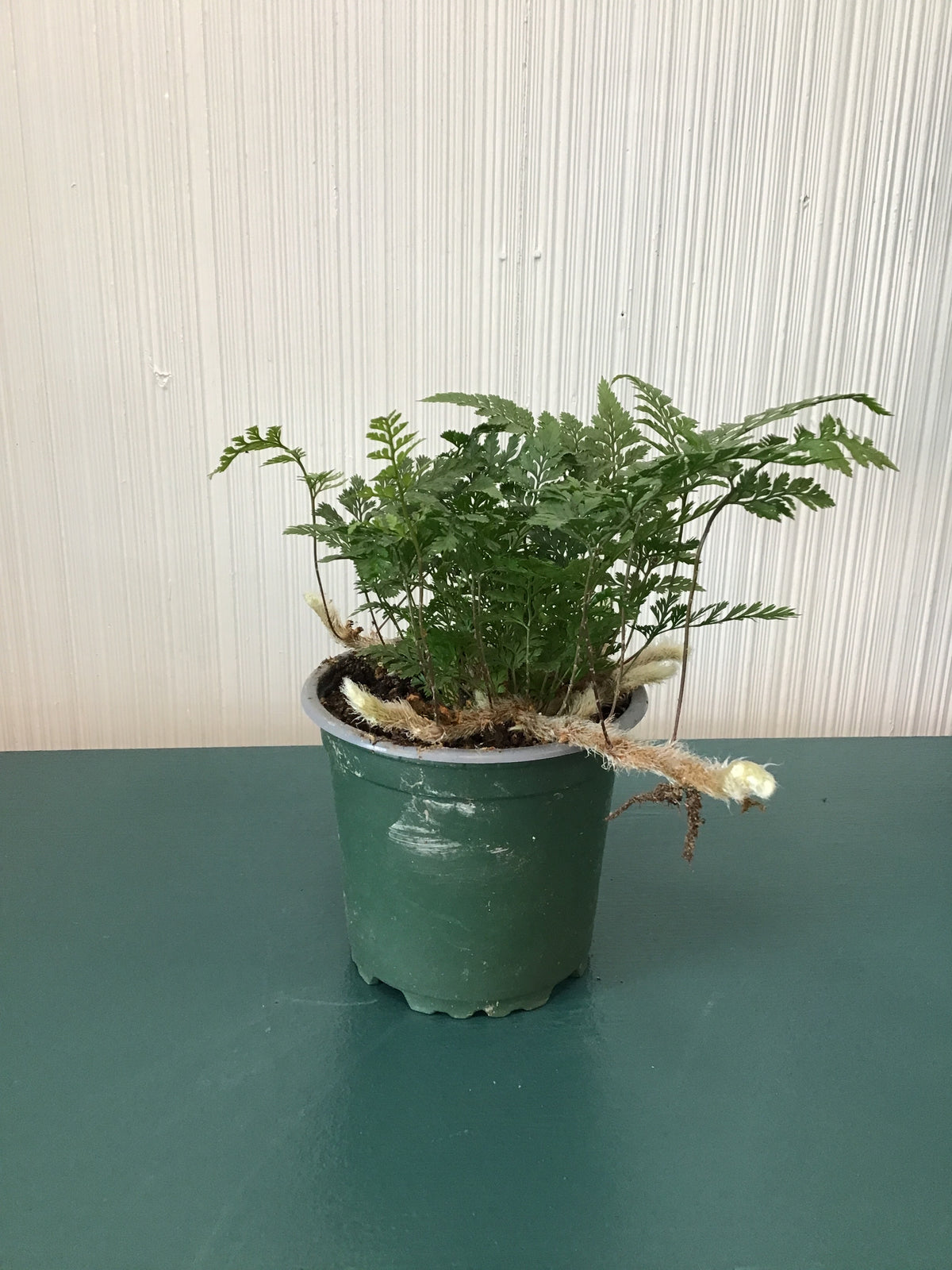 Fern Rabbit’s Foot, white