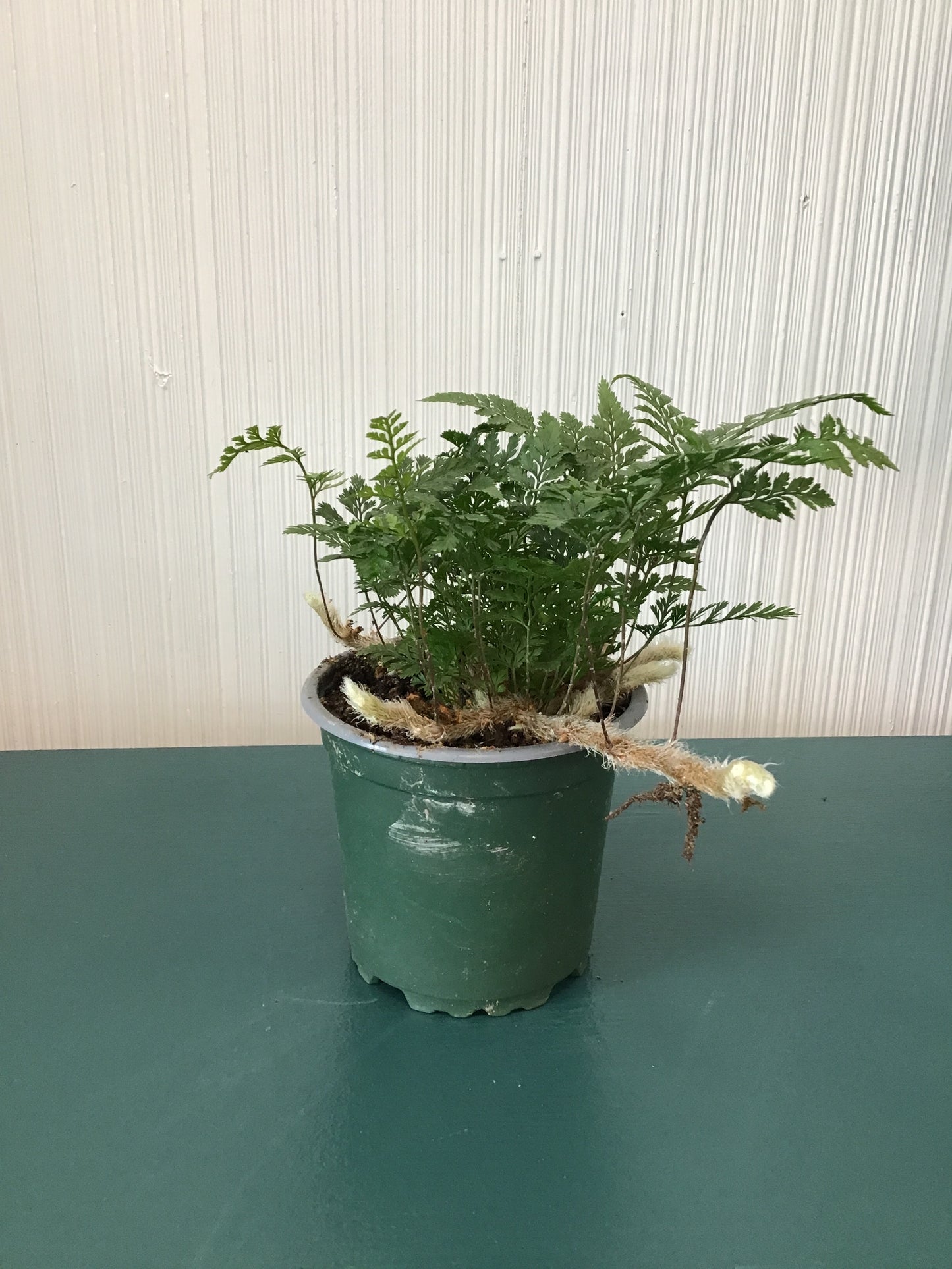 Fern Rabbit’s Foot, white