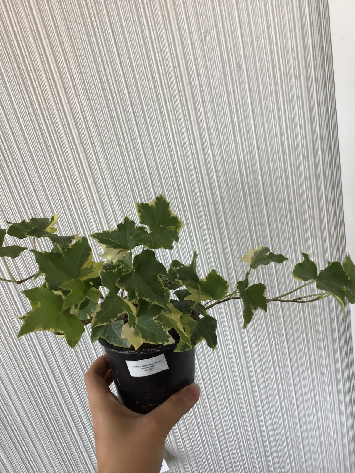 4” Ivy variegated yellow