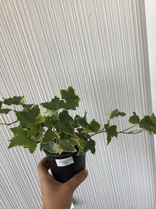 4” Ivy variegated yellow