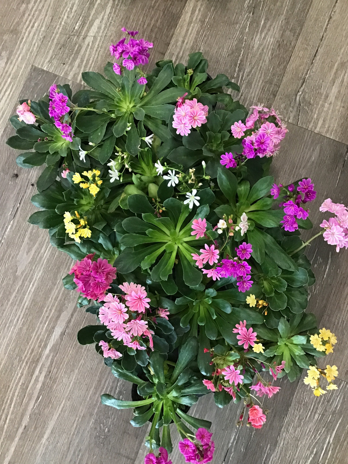 4” Lewisia