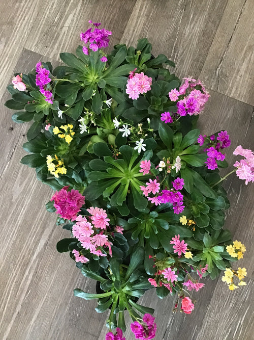 4” Lewisia