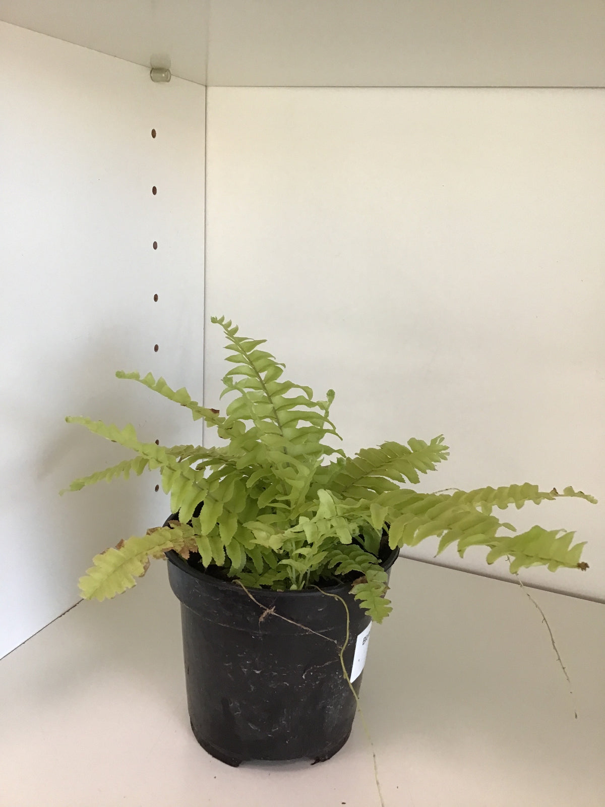 Boston Blonde Fern