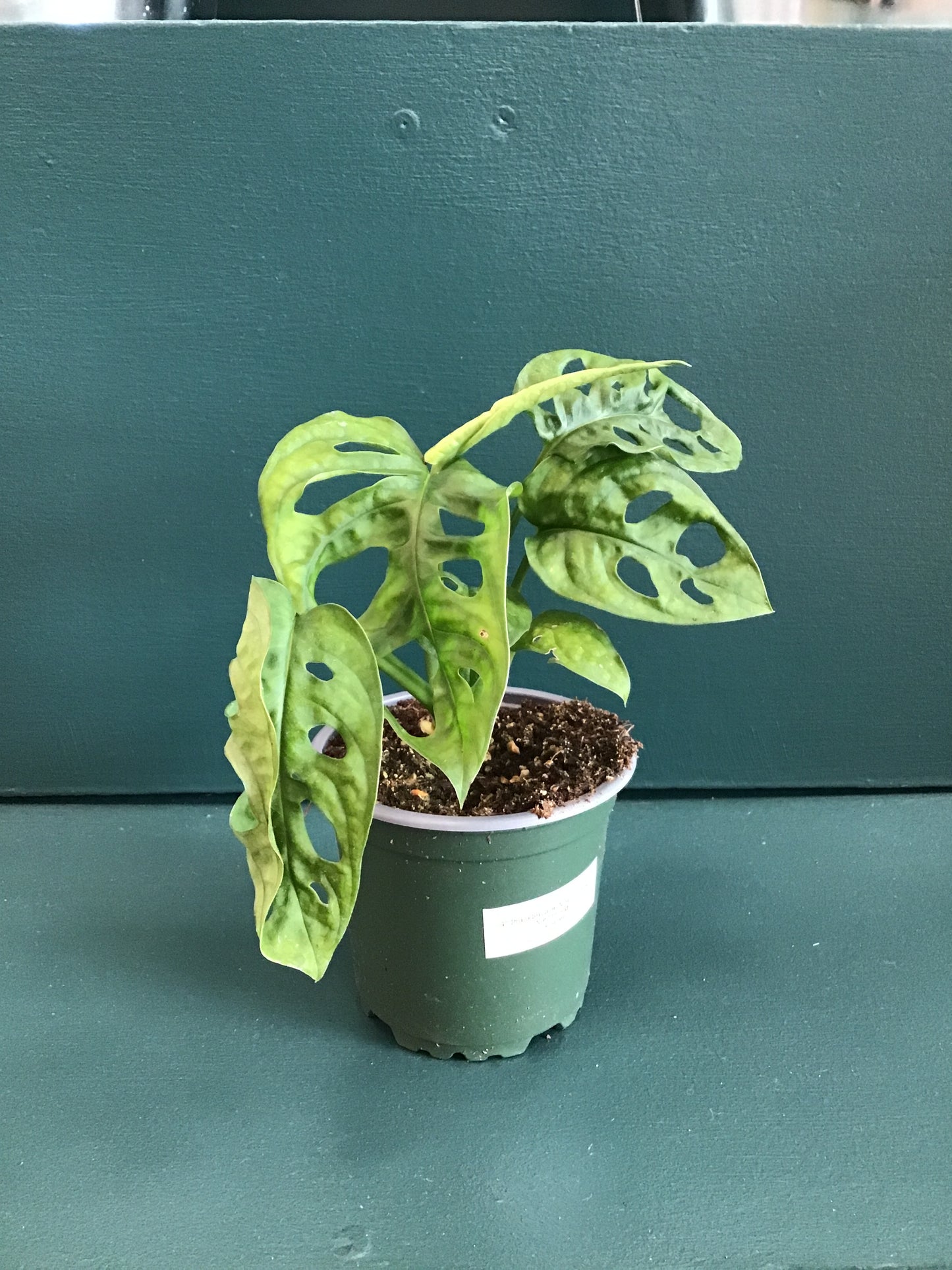 4” Philodendron Monkey Mask