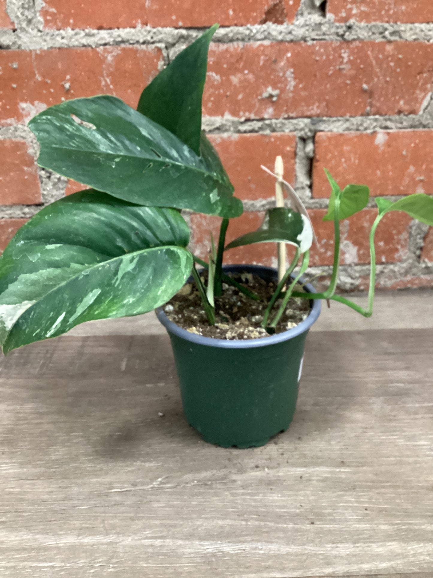 4” Epipremnum Albo