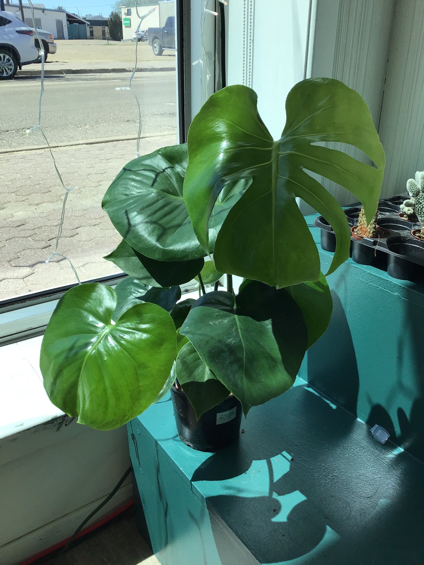 Monstera