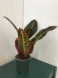 Croton Fancy
