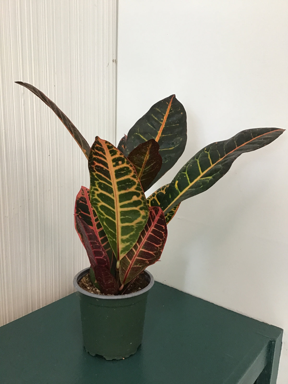 Croton Fancy