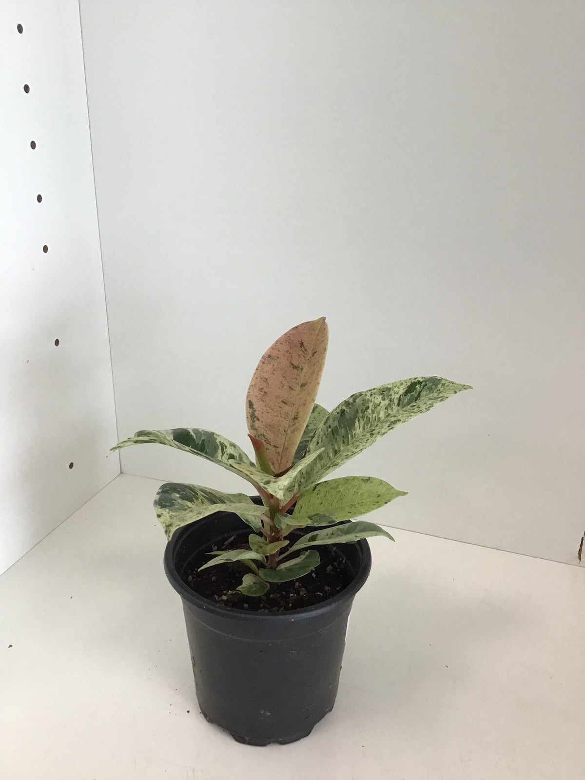 Ficus Moonshine