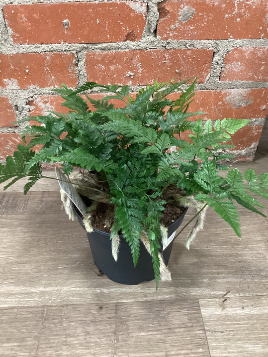 6” Fern Rabbit’s Foot, white