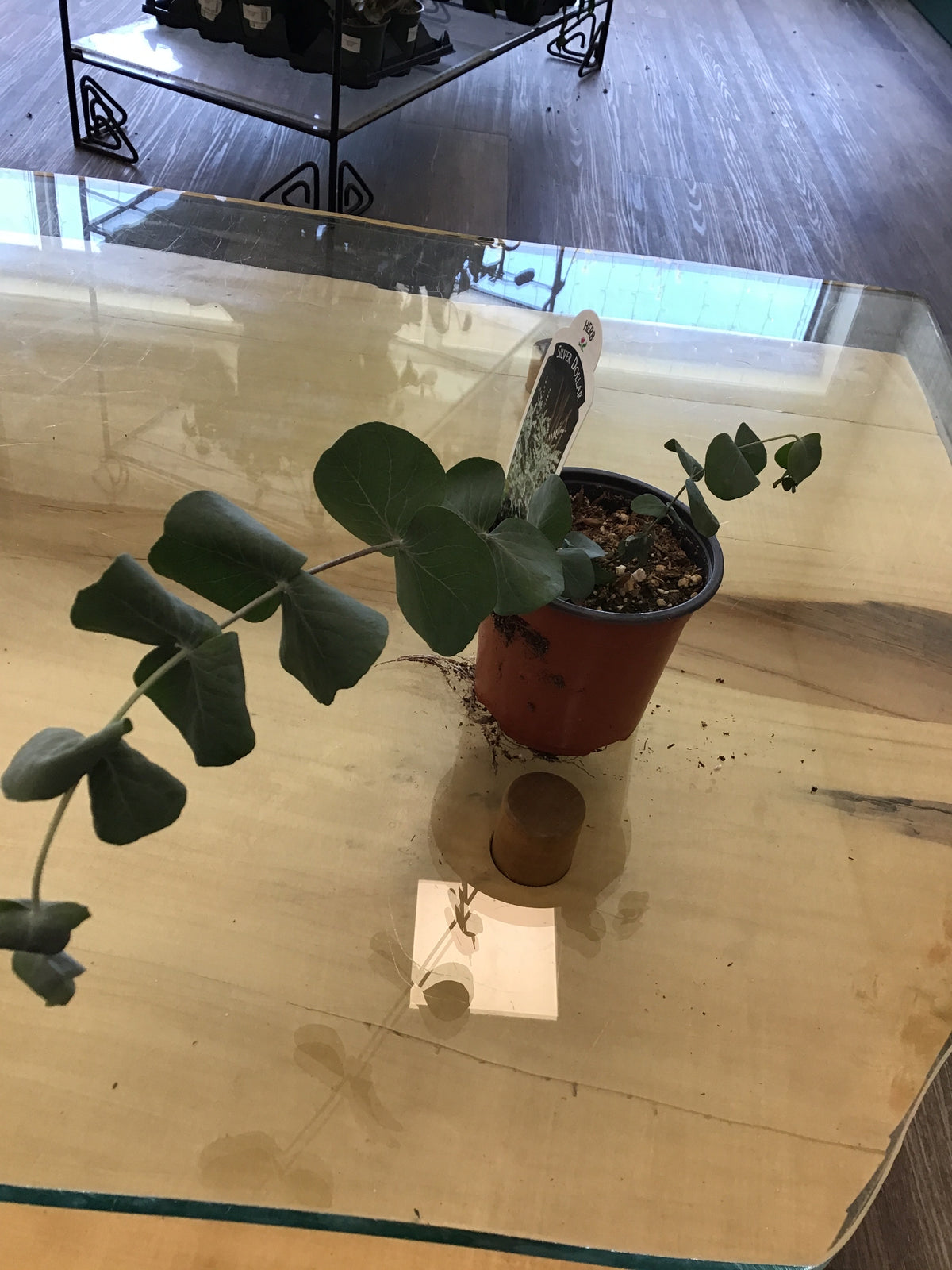 4” Eucalyptus