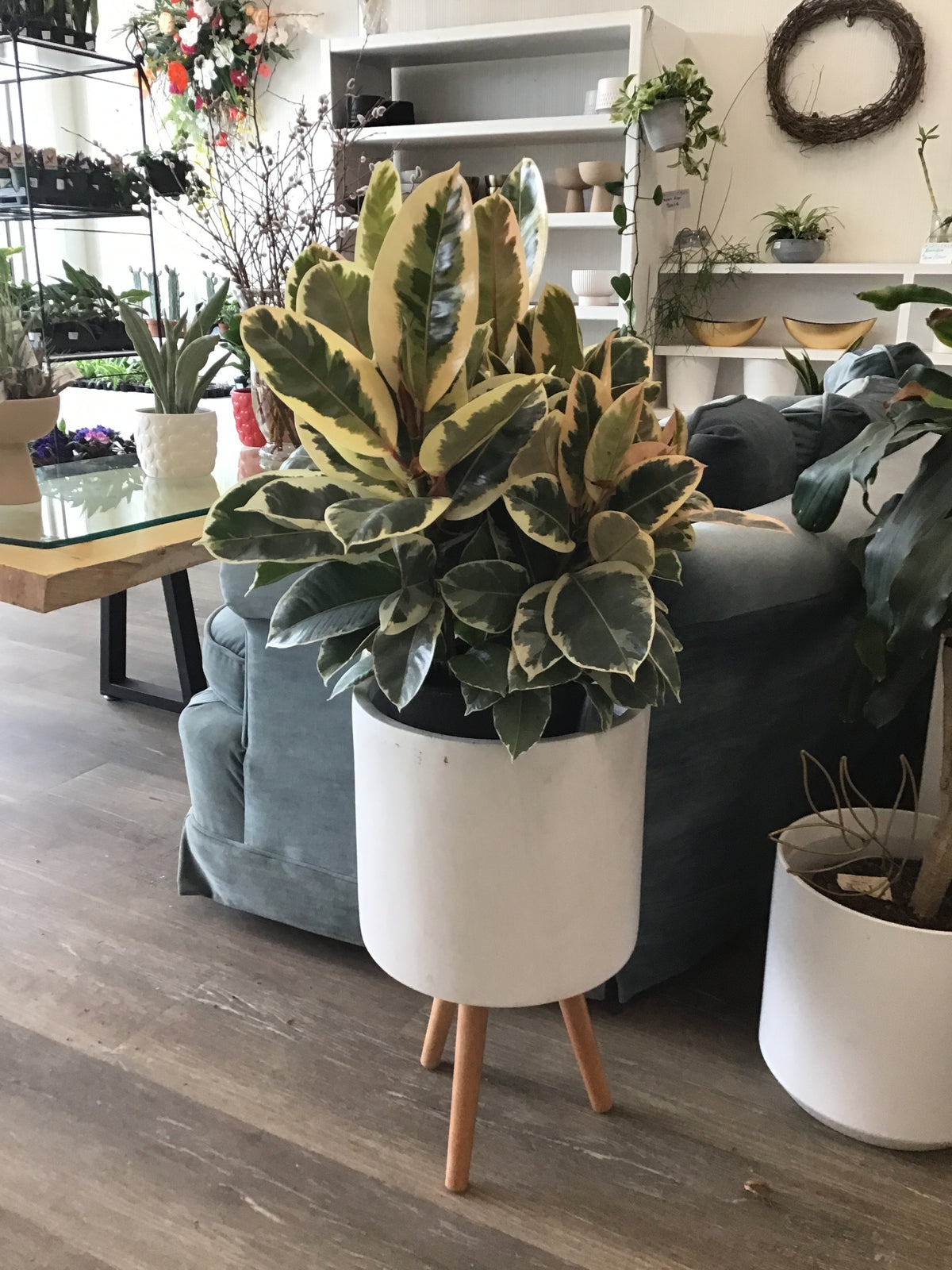 Ficus Tineke