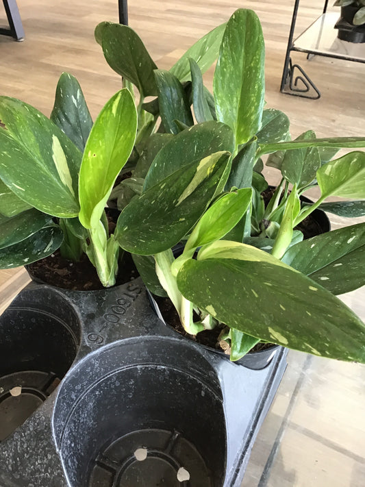 Monstera Cobra