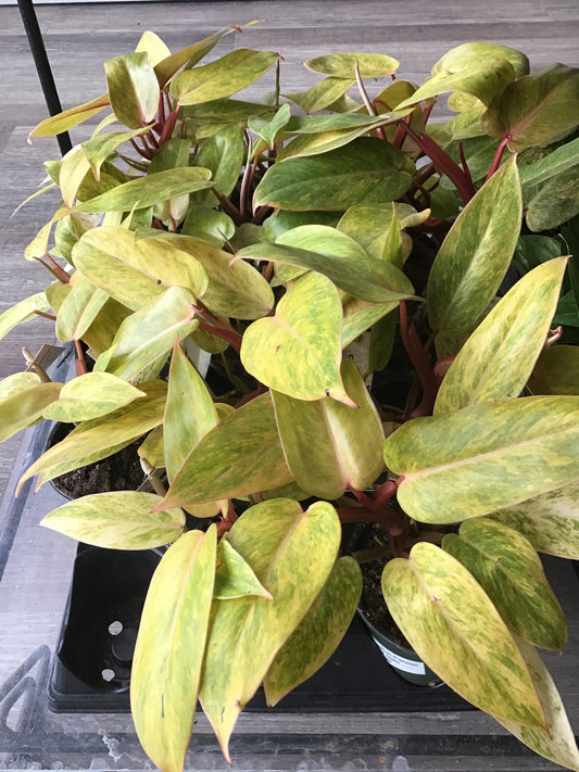 Philodendron Paraiso