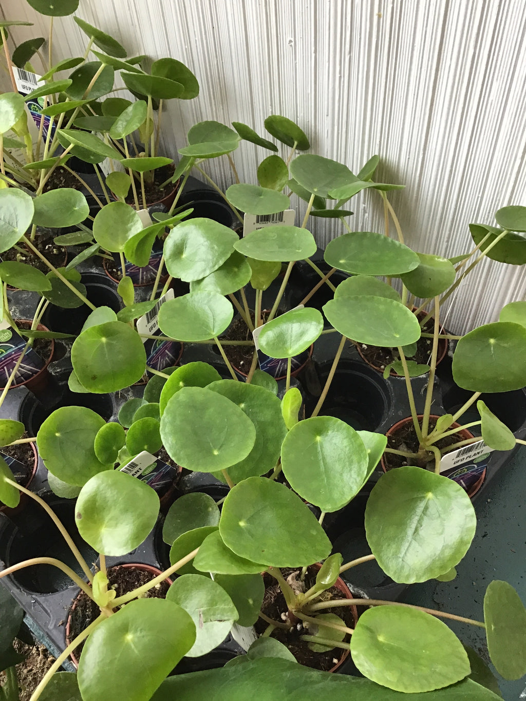 2” UFO Plant