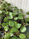 2” UFO Plant