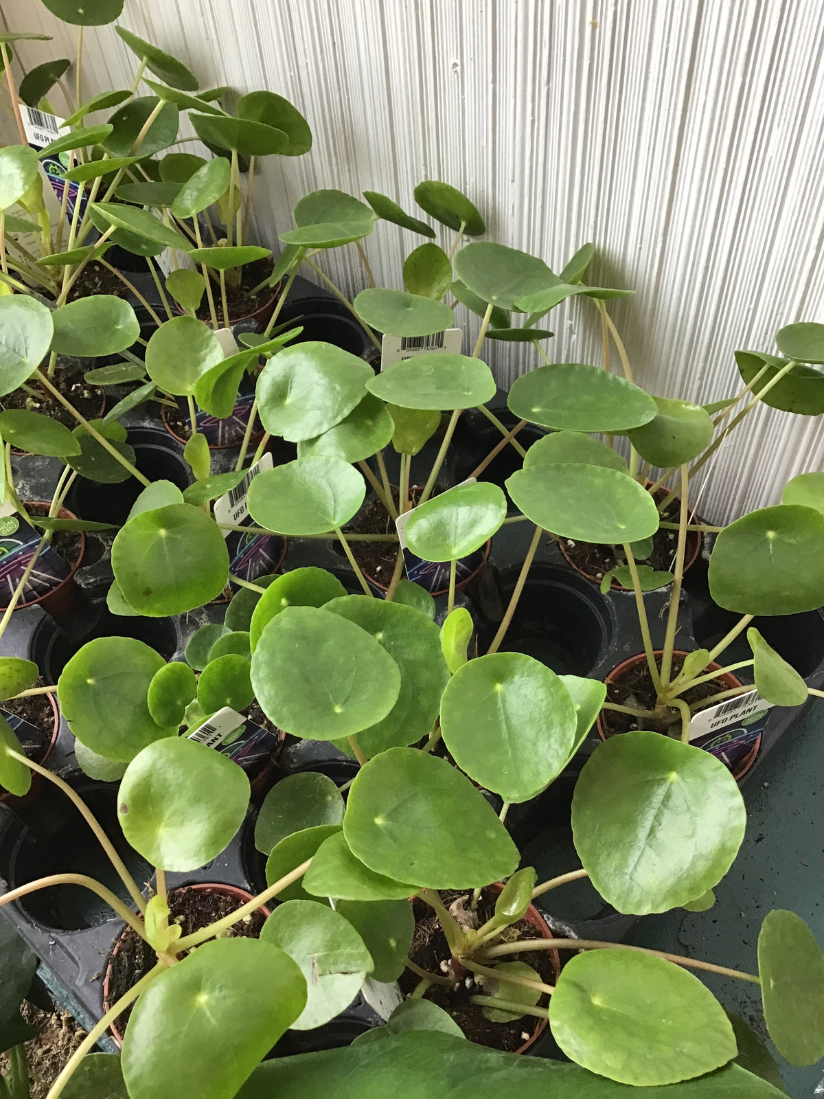2” UFO Plant