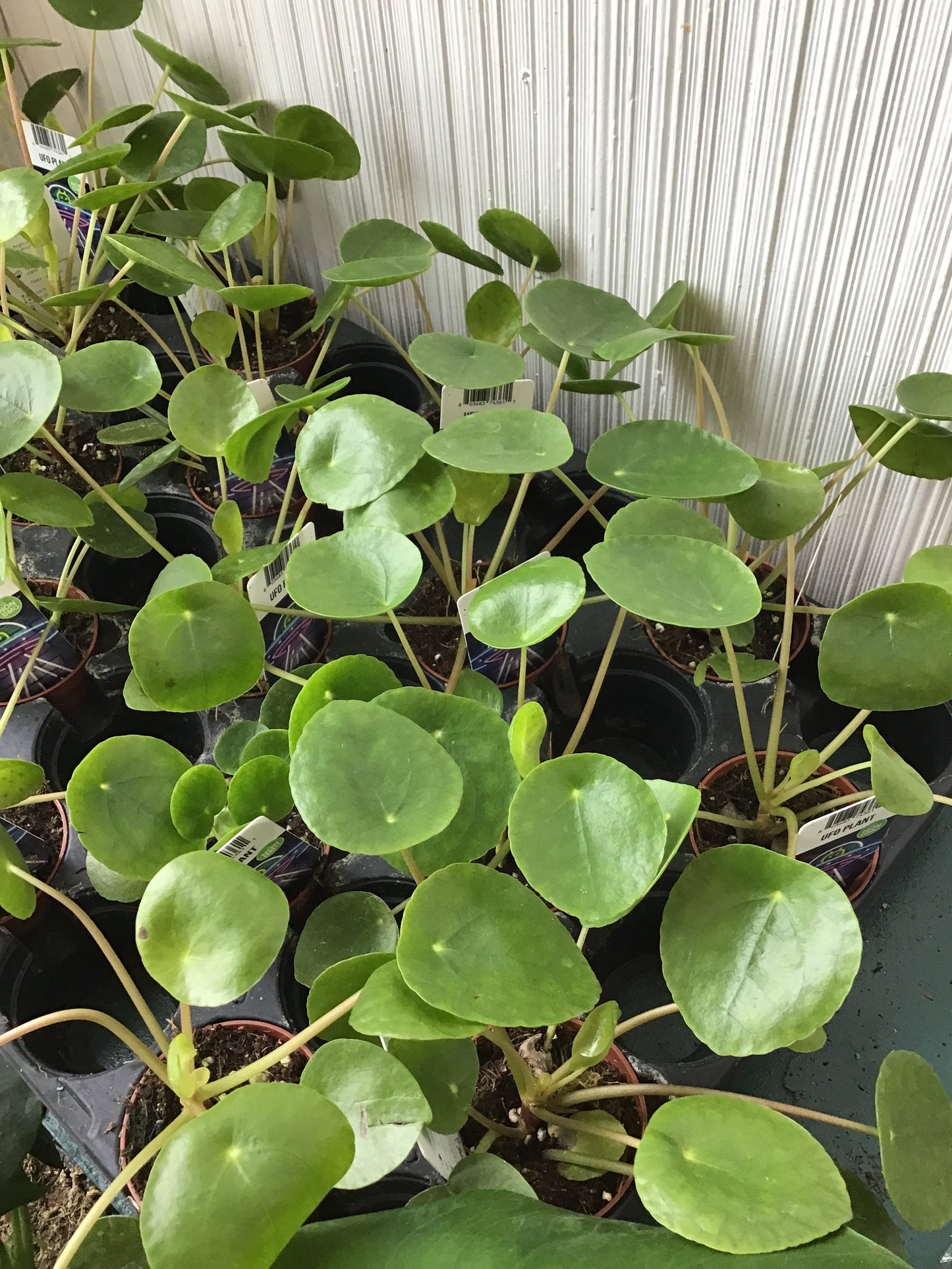 2” UFO Plant