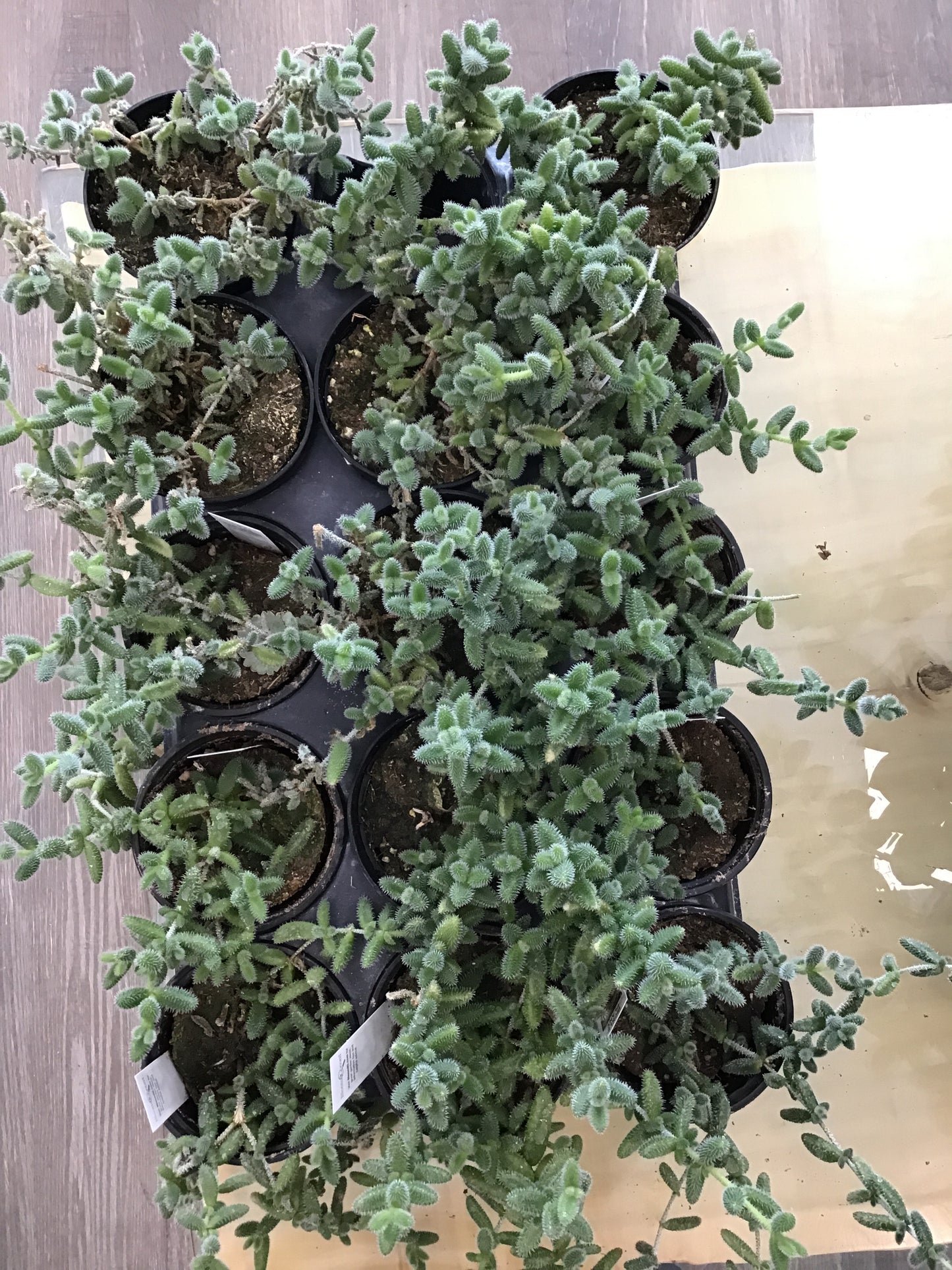 4” Pickle Plant