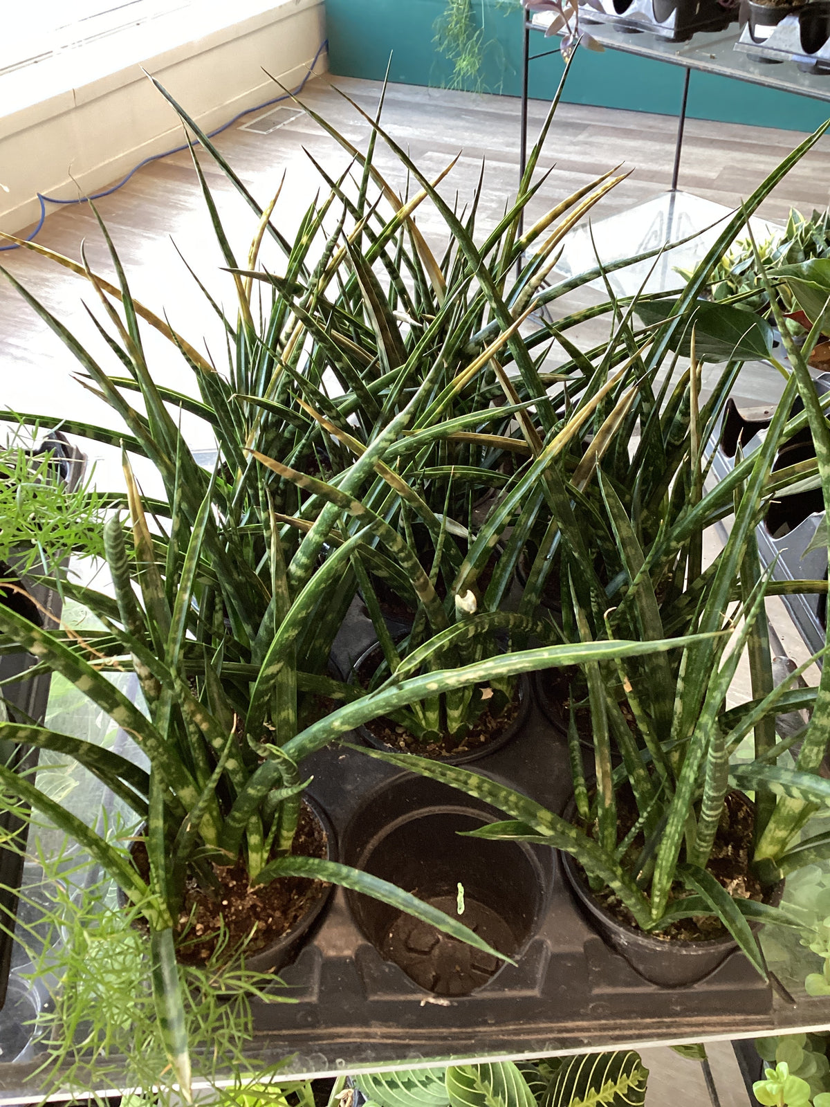 Mikado Snake Plant
