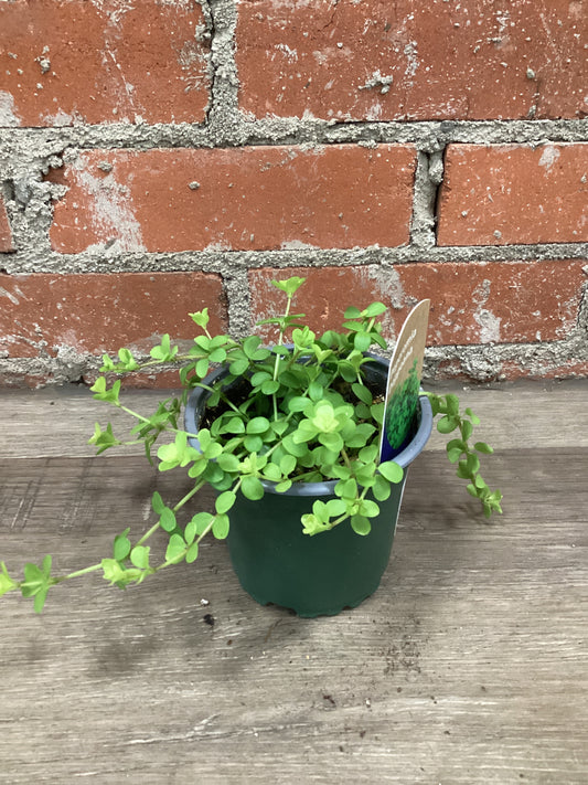 4” Peperomia Deppeana